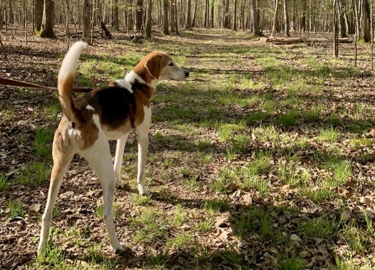 Claire's dog on the trail